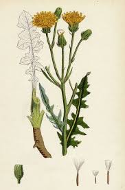 Attēlu rezultāti vaicājumam “Crepis biennis leaf”