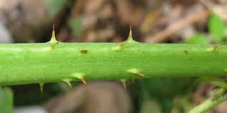Attēlu rezultāti vaicājumam “Rubus nessensis”
