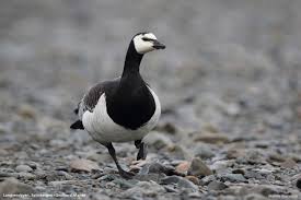 Attēlu rezultāti vaicājumam “Branta leucopsis adult”