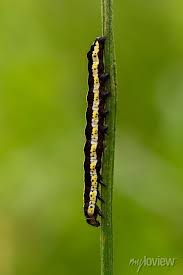 Attēlu rezultāti vaicājumam “Cucullia lucifuga”