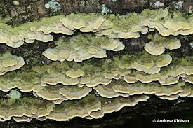 Attēlu rezultāti vaicājumam “Cerrena unicolor”