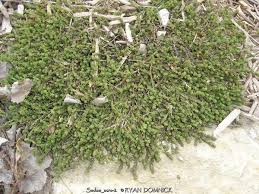 Attēlu rezultāti vaicājumam “Sedum acre fruit”