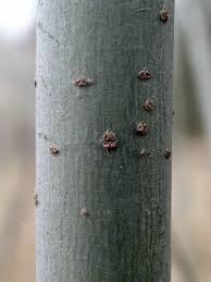 Attēlu rezultāti vaicājumam “Salix purpurea”