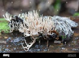 Attēlu rezultāti vaicājumam “Lentaria sp.”