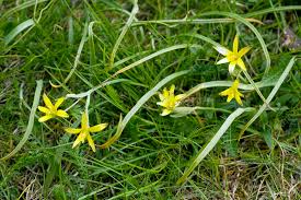 Attēlu rezultāti vaicājumam “Gagea pratensis flower”