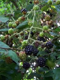 Image result for Rubus sectio