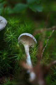 Attēlu rezultāti vaicājumam “Cantharellula umbonata”