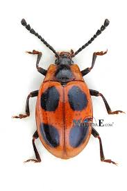 Attēlu rezultāti vaicājumam “Endomychus coccineus”