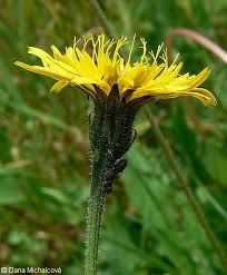 Attēlu rezultāti vaicājumam “Leontodon hispidus”