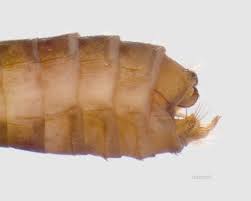 Attēlu rezultāti vaicājumam “Chaetopteryx villosa”