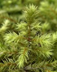 Attēlu rezultāti vaicājumam “Rhytidiadelphus triquetrus”