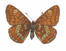 Attēlu rezultāti vaicājumam “Euphydryas maturna”