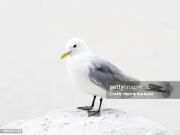 Attēlu rezultāti vaicājumam “Rissa tridactyla”