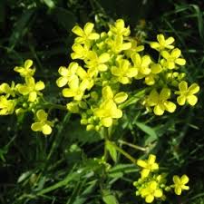 Attēlu rezultāti vaicājumam “Bunias orientalis flower”
