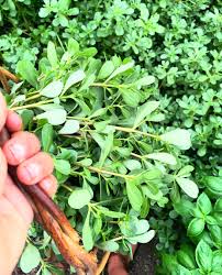 Attēlu rezultāti vaicājumam “Portulaca oleracea”