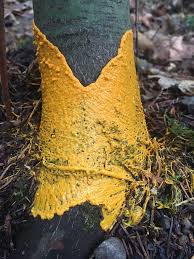 Attēlu rezultāti vaicājumam “Leocarpus fragilis stalked”