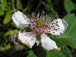 Attēlu rezultāti vaicājumam “Rubus plicatus flower”