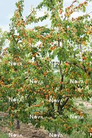 Attēlu rezultāti vaicājumam “Prunus armeniaca”
