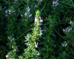 Attēlu rezultāti vaicājumam “Ononis arvensis”