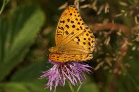 Attēlu rezultāti vaicājumam “Argynnis laodice female”