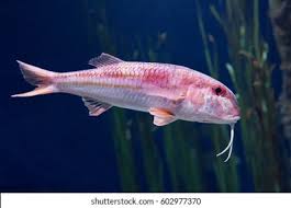 Image result for Mullus surmuletus