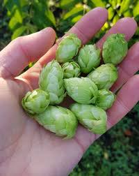 Attēlu rezultāti vaicājumam “Humulus lupulus bud”