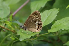 Attēlu rezultāti vaicājumam “Lopinga achine”