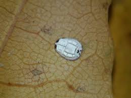 Attēlu rezultāti vaicājumam “Aleurochiton aceris”