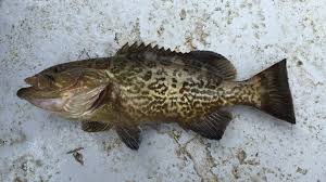 Image result for Mycteroperca olfax