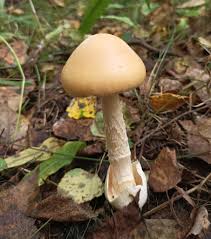 Attēlu rezultāti vaicājumam “Amanita crocea”