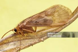 Attēlu rezultāti vaicājumam “Trichoptera”