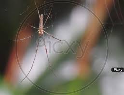 Attēlu rezultāti vaicājumam “Tetragnatha montana”