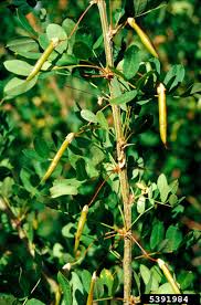 Attēlu rezultāti vaicājumam “Caragana arborescens fruit”
