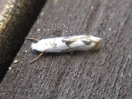 Attēlu rezultāti vaicājumam “Lyonetiidae”