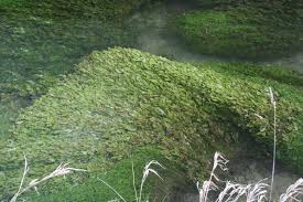 Attēlu rezultāti vaicājumam “Veronica anagallis-aquatica fruit”