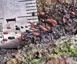 Attēlu rezultāti vaicājumam “Comatricha alta”