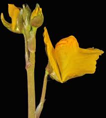 Attēlu rezultāti vaicājumam “Utricularia vulgaris flower”