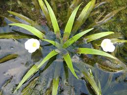 Attēlu rezultāti vaicājumam “Stratiotes aloides”