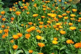 Attēlu rezultāti vaicājumam “Calendula officinalis leaf”