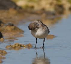 Attēlu rezultāti vaicājumam “Calidris minuta”