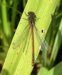 Attēlu rezultāti vaicājumam “Pyrrhosoma nymphula”