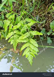 Attēlu rezultāti vaicājumam “Dryopteris cristata”