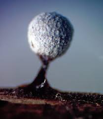 Attēlu rezultāti vaicājumam “Lycogala ustulatum macro”