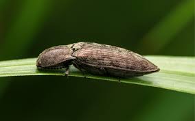 Attēlu rezultāti vaicājumam “Anostirus castaneus”