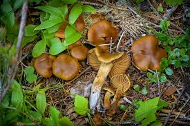 Attēlu rezultāti vaicājumam “Lycogala alisaulianovae young”