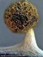 Attēlu rezultāti vaicājumam “Physarum melleum”