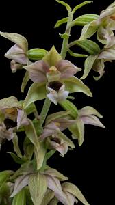 Attēlu rezultāti vaicājumam “Epipactis helleborine fruit”