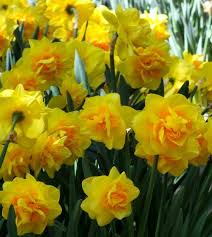 Attēlu rezultāti vaicājumam “Narcissus”