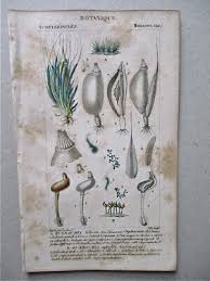 Attēlu rezultāti vaicājumam “Buxbaumia”