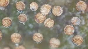 Attēlu rezultāti vaicājumam “Collaria sp.”